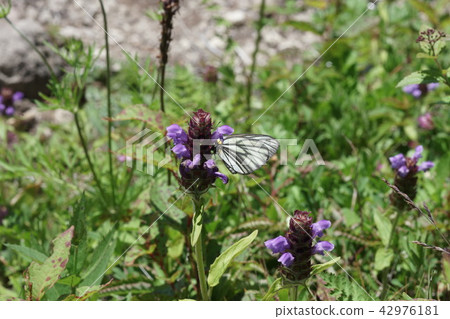 Miyama牛腩吮吸花蜜麵條 42976181