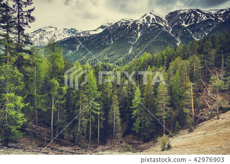 High mountains with snow and wild forest High mountains with snow and wild forest 42976903
