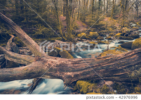 Fast flowing stream in ancient forest, toned Fast flowing stream in ancient forest, toned 42976996