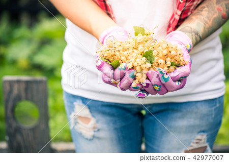 Female hands holding fresh white currant fruits  42977007