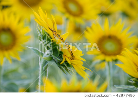 Horizontal sunflower Horizontal sunflower 42977490