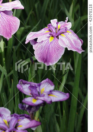 Iris 42978118