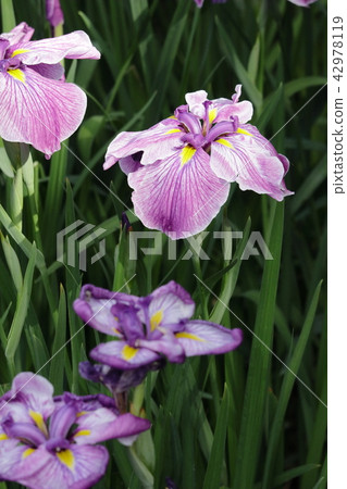 Iris 42978119