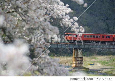 Cherry blossoms and train Cherry blossoms and train 42978458