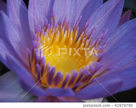 Lotus flower  42978790