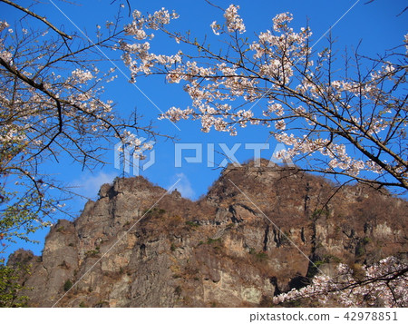 Myokoyama Sakura沒有佐藤 Myokoyama Sakura沒有佐藤 42978851