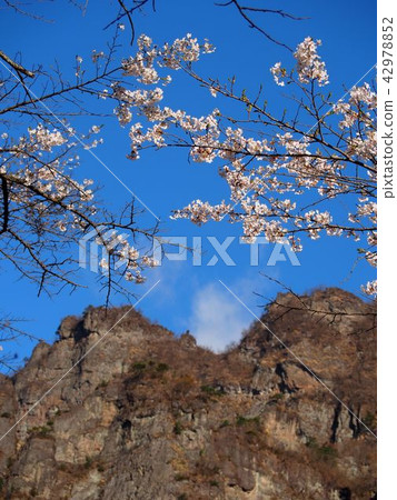 Myokoyama Sakura沒有佐藤 Myokoyama Sakura沒有佐藤 42978852