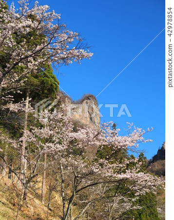 Myokoyama Sakura沒有佐藤 Myokoyama Sakura沒有佐藤 42978854