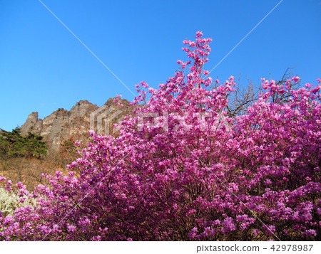 Myokoyama Sakura沒有佐藤 42978987