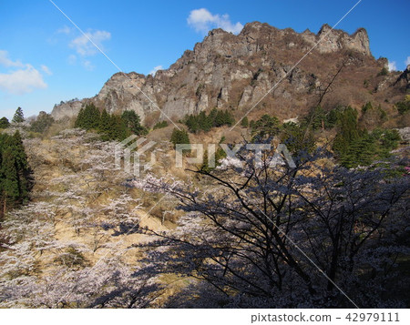 Myokoyama Sakura沒有佐藤 42979111