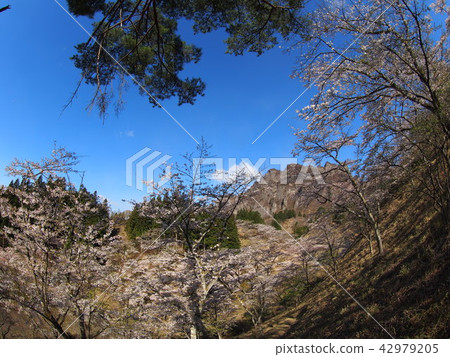 Myokoyama Sakura沒有佐藤 42979205