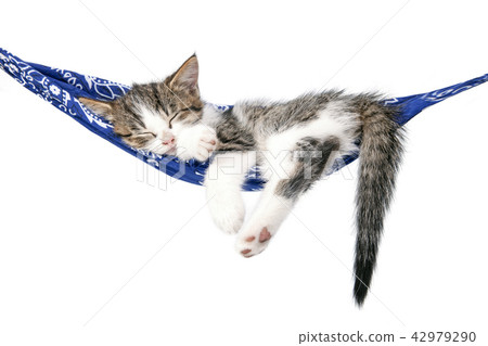 Little kitten sleeps on a hammock. Little kitten sleeps on a hammock. 42979290