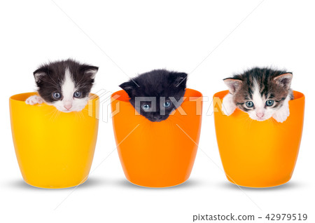 Very small kitten in pots on a white background. Very small kitten in pots on a white background. 42979519
