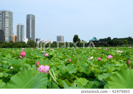 Lotus flowers with Shinobazui Pond and Shinobazu Bento temple and skyscraper Lotus flowers with Shinobazui Pond and Shinobazu Bento temple and skyscraper 42979803