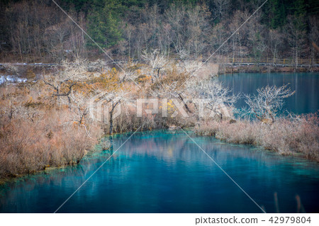 Forest by the lake Jiuzhaigou 42979804