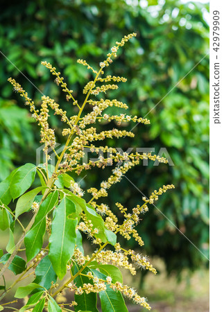 Longan Flower in the garden 42979909