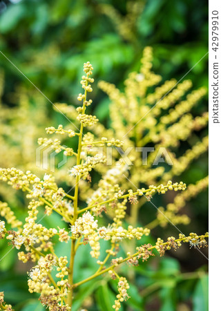 Longan Flower in the garden Longan Flower in the garden 42979910