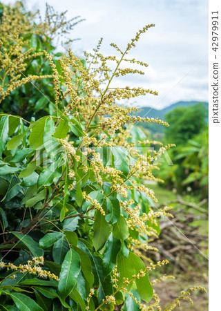 Longan Flower in the garden Longan Flower in the garden 42979911