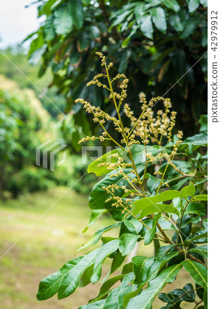 Longan Flower in the garden 42979912