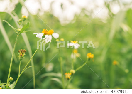 wild flowers in the field and blurred background 42979913