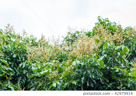 Longan Flower in the garden Longan Flower in the garden 42979914