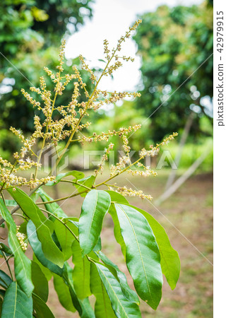 Longan Flower in the garden Longan Flower in the garden 42979915