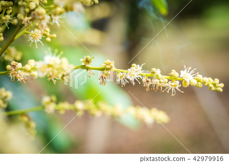 Longan Flower in the garden Longan Flower in the garden 42979916