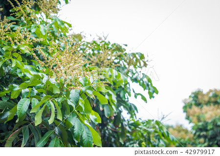 Longan Flower in the garden Longan Flower in the garden 42979917