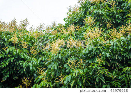 Longan Flower in the garden 42979918