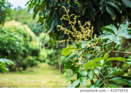Longan Flower in the garden Longan Flower in the garden 42979919