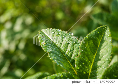 Close up green leaf with water drops. Close up green leaf with water drops. 42979992
