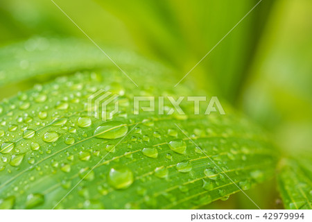 Close up green leaf with water drops. Close up green leaf with water drops. 42979994