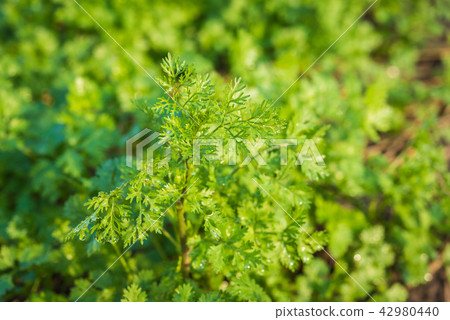 Fresh leaf green coriander in a garden. Fresh leaf green coriander in a garden. 42980440