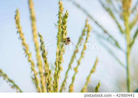 bee and flower of Green corn field bee and flower of Green corn field 42980441