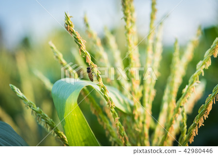 bee and flower of Green corn field bee and flower of Green corn field 42980446
