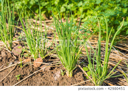 The onion is grown on the soil in the plots. The onion is grown on the soil in the plots. 42980451