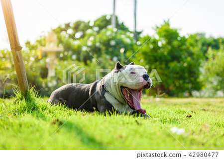 american bully dog are yawn at green lawn 42980477