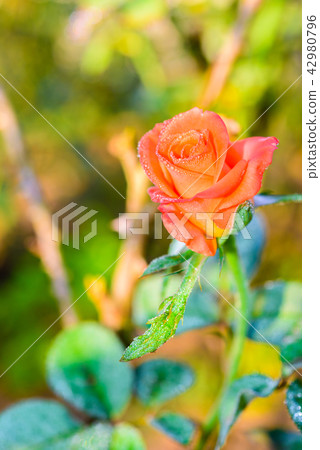 Close up of orange rose with dew drop Close up of orange rose with dew drop 42980796