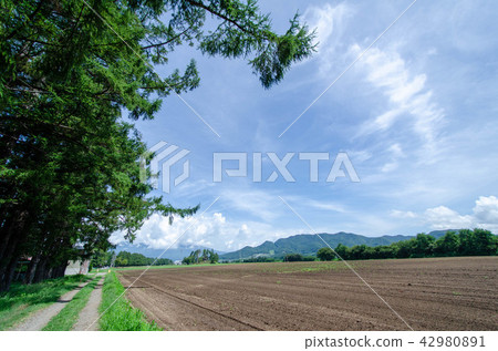 Ibaraki Farm Nagano Branch 42980891