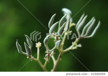 Young fruits that are beginning to swell and become fruit from natural plant Aochiri, each ovary 42980994