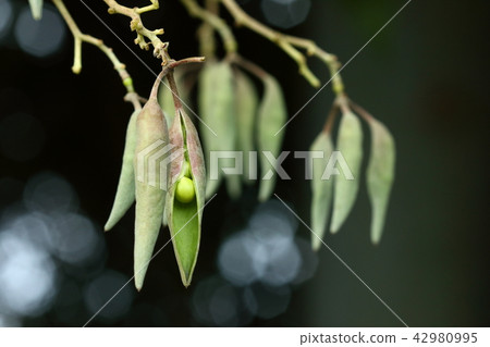 Natural plant AoGiri, late July. Fruits began to crack in about two weeks after the flowers finished 42980995