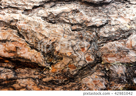 Close-up shot of old brown pine tree bark Close-up shot of old brown pine tree bark 42981042