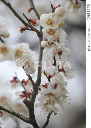 Plum 42981266