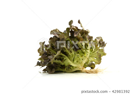 Oak leaf lettuce on a white Oak leaf lettuce on a white 42981392