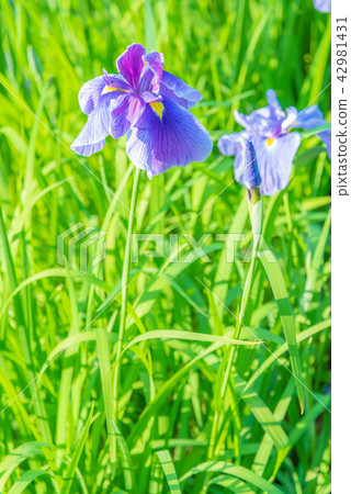 Hana shawve,虹膜,虹膜,多年生植物,水邊,水邊的花,雨季的花,流動的花,r Hana shawve,虹膜,虹膜,多年生植物,水邊,水邊的花,雨季的花,流動的花,r 42981431