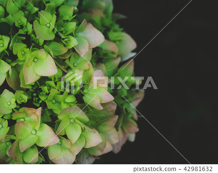 Pink Hydrangea Macrophylla Stock Photos Pink Hydrangea