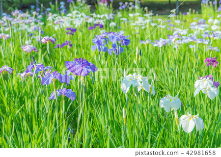 Hana shawve, iris, iris, perennial, waterside, flowers of the waterside, flower of the rainy season, flowing flower, r 42981658
