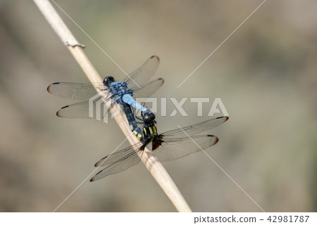 Mating of the Black-tailed Dragonfly 42981787