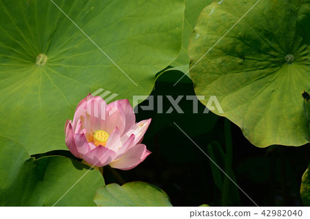 蓮花 蓮花 42982040