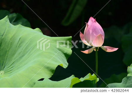 蓮花 蓮花 42982044